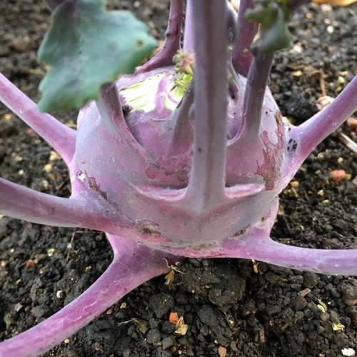 Kohl Rabi Delicacy Purple